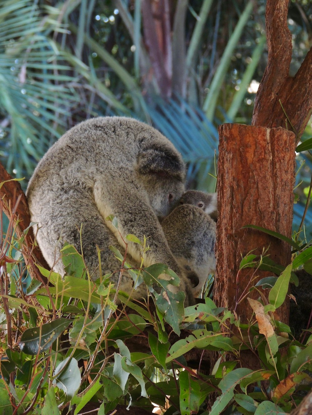 koala en un árbol con un cachorro