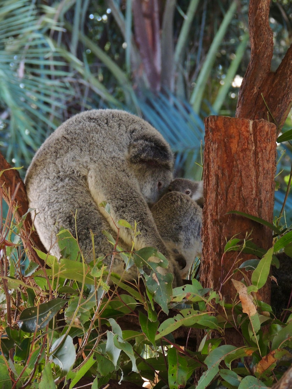 koala on tree with cub