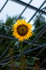 selective focus photography of sunflower