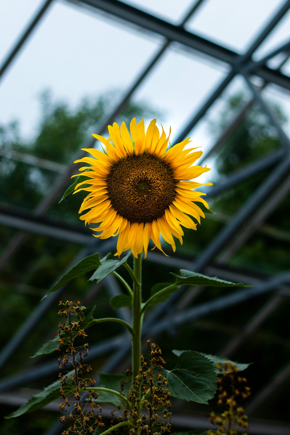 Selektive Fokusfotografie von Sonnenblumen