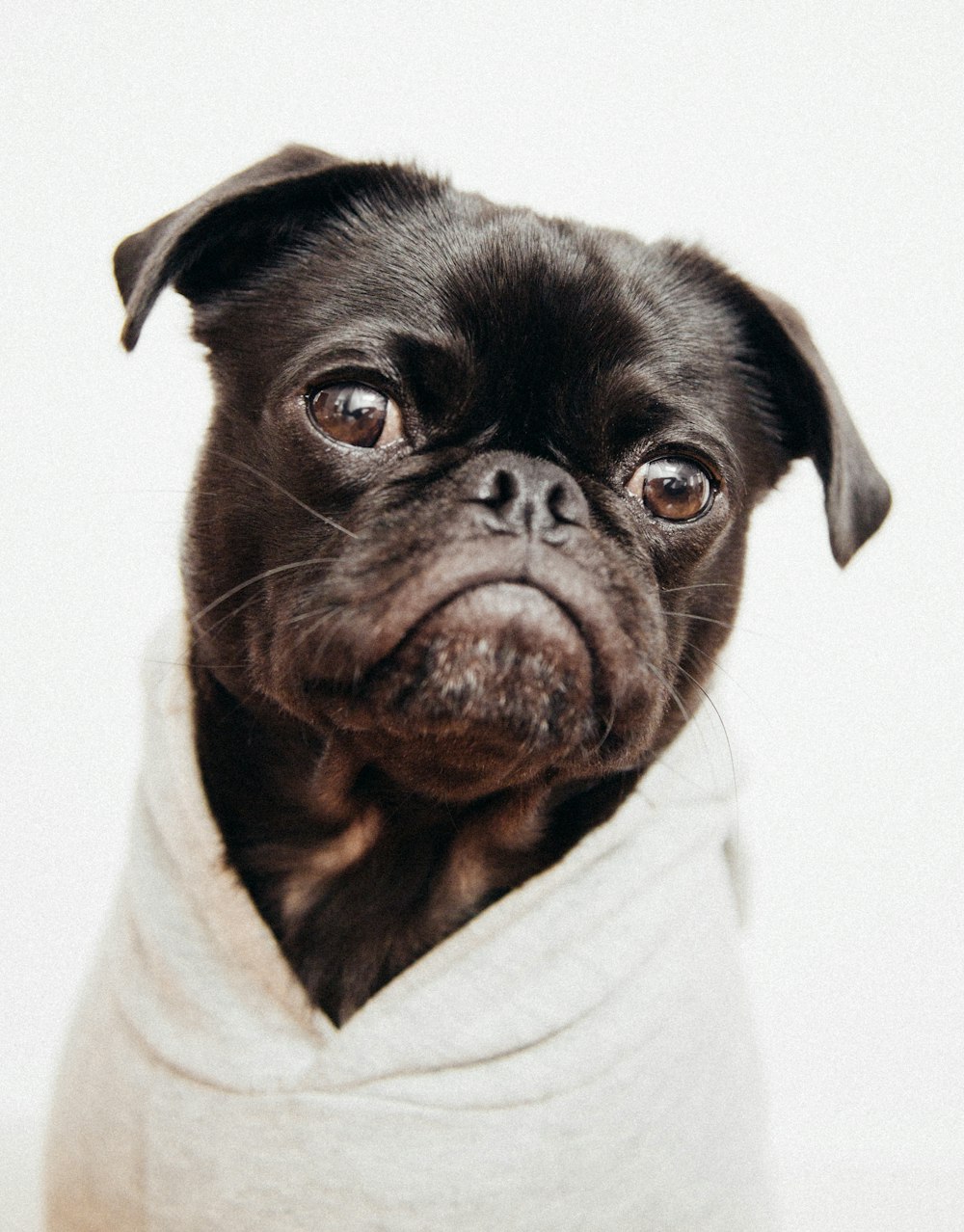 close-up photo of black pug