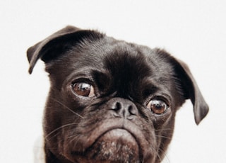 close-up photo of black pug