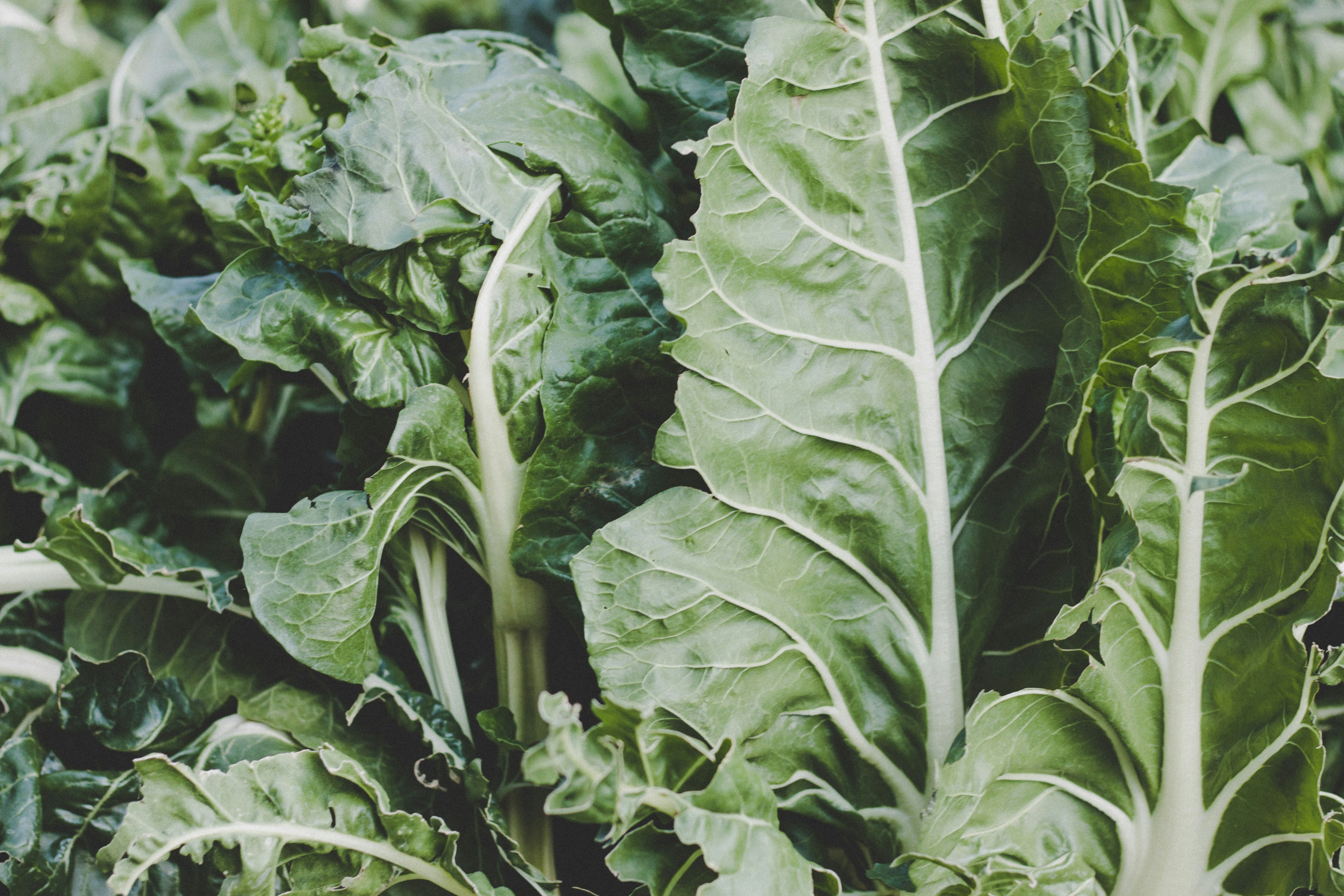 green leaf vegetable