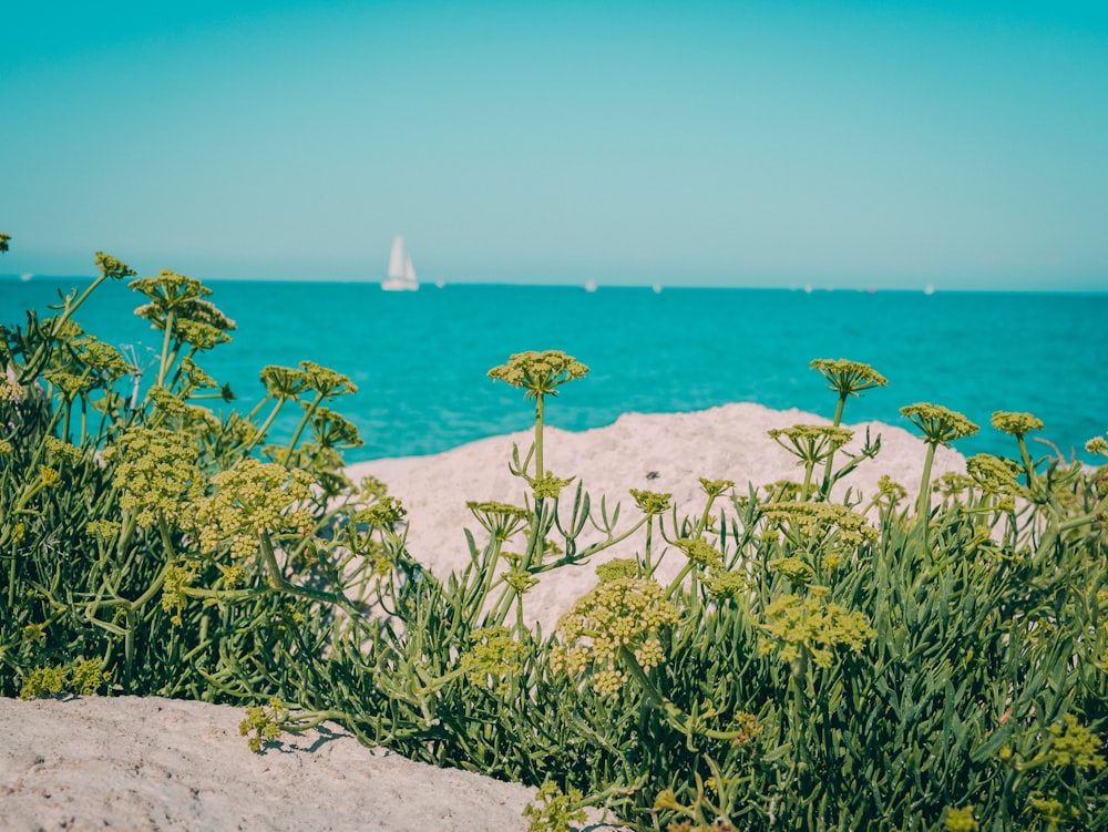 green petaled flowers on white sand near sea