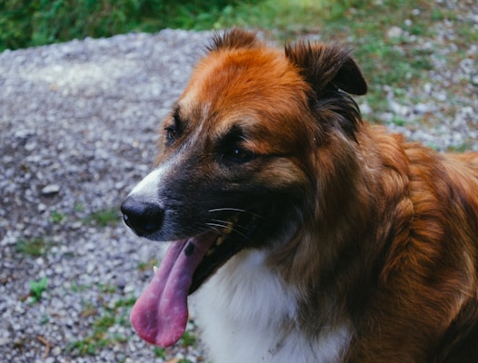 A medium-sized dog with a thick brown and white coat is panting with its tongue out, standing on a gravel path. Tall grass and greenery are visible in the background.