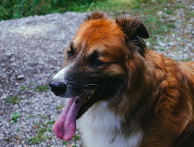 A medium-sized dog with a thick brown and white coat is panting with its tongue out, standing on a gravel path. Tall grass and greenery are visible in the background.