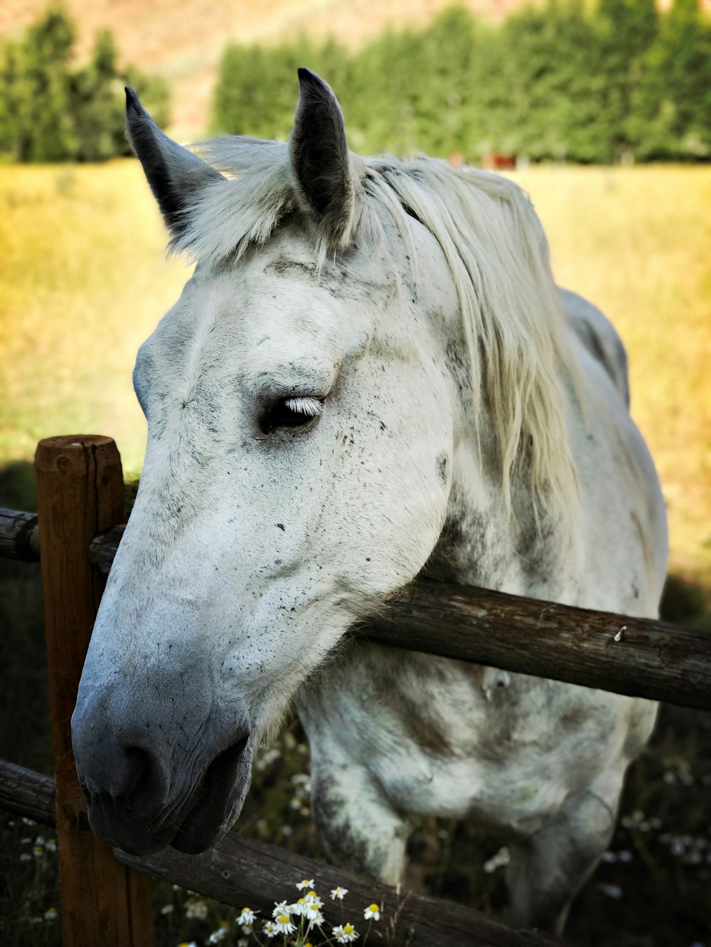 white horse inside field with barricade during daytime