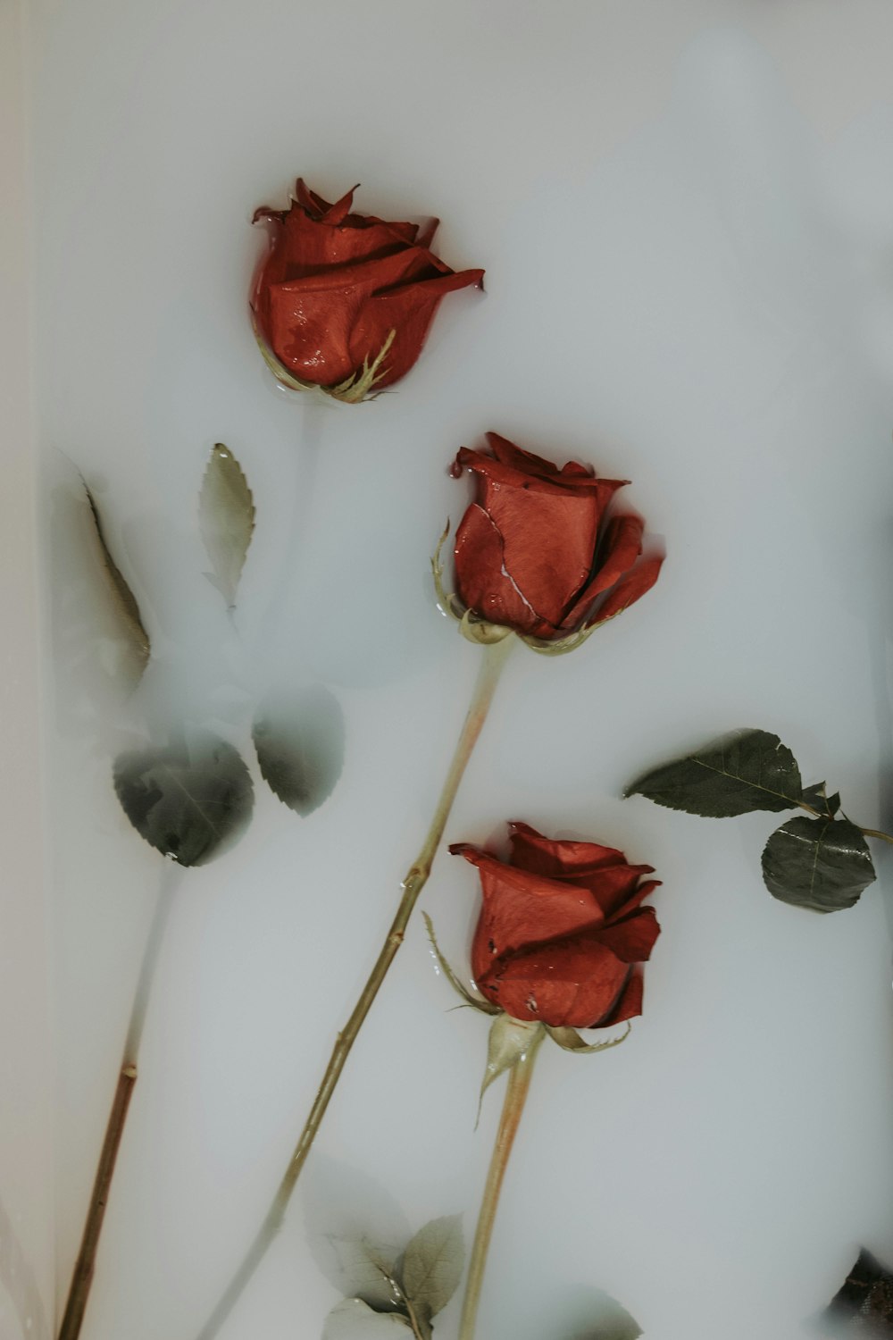 three red roses on white panel