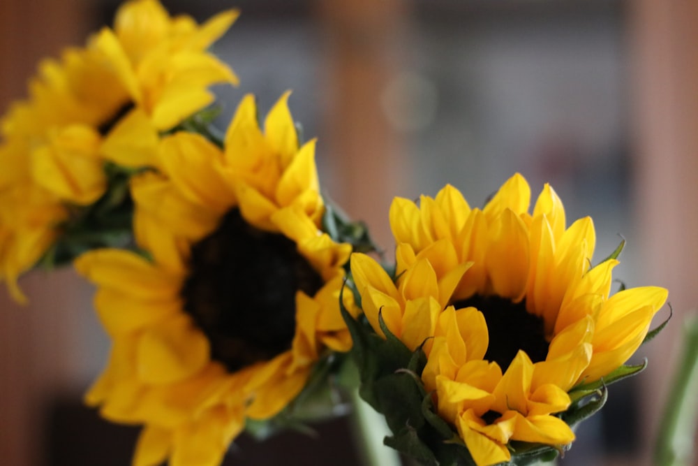 yellow petaled flowers