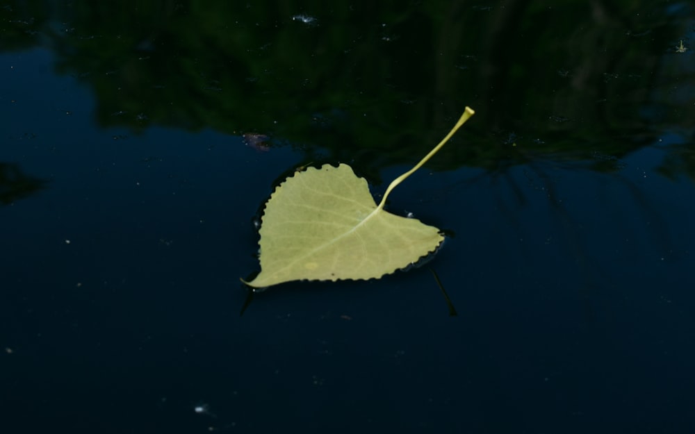 green leaf on calm body of water