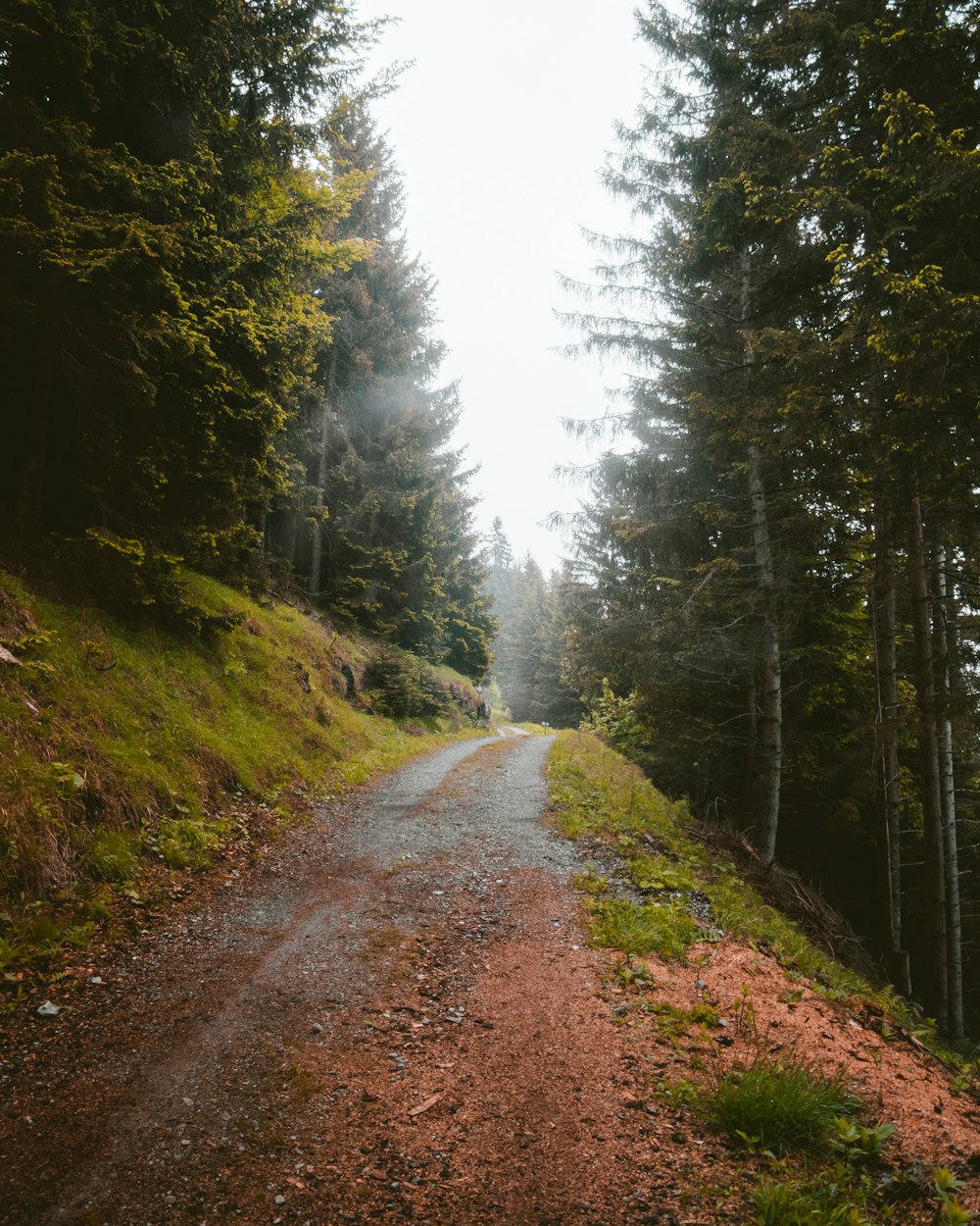 road in forest