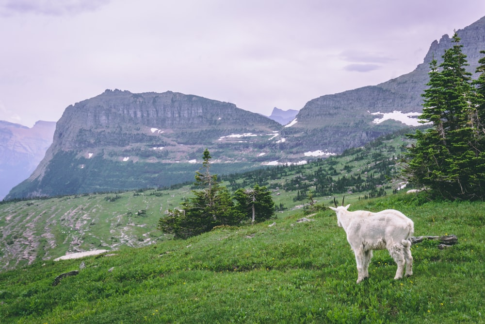 white goat on green grassland near mountain