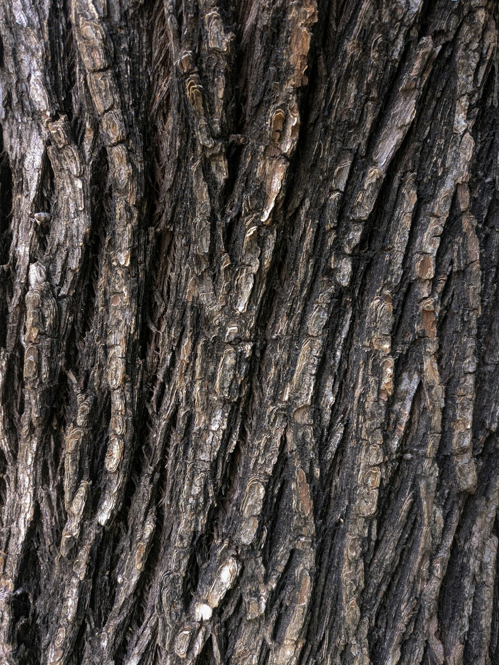 a close up of a tree trunk with brown bark