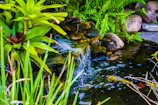 A tranquil aquatic element with floating plants and smooth pebbles creating calm ambiance.
