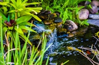 A tranquil water feature with smooth stones and plants.