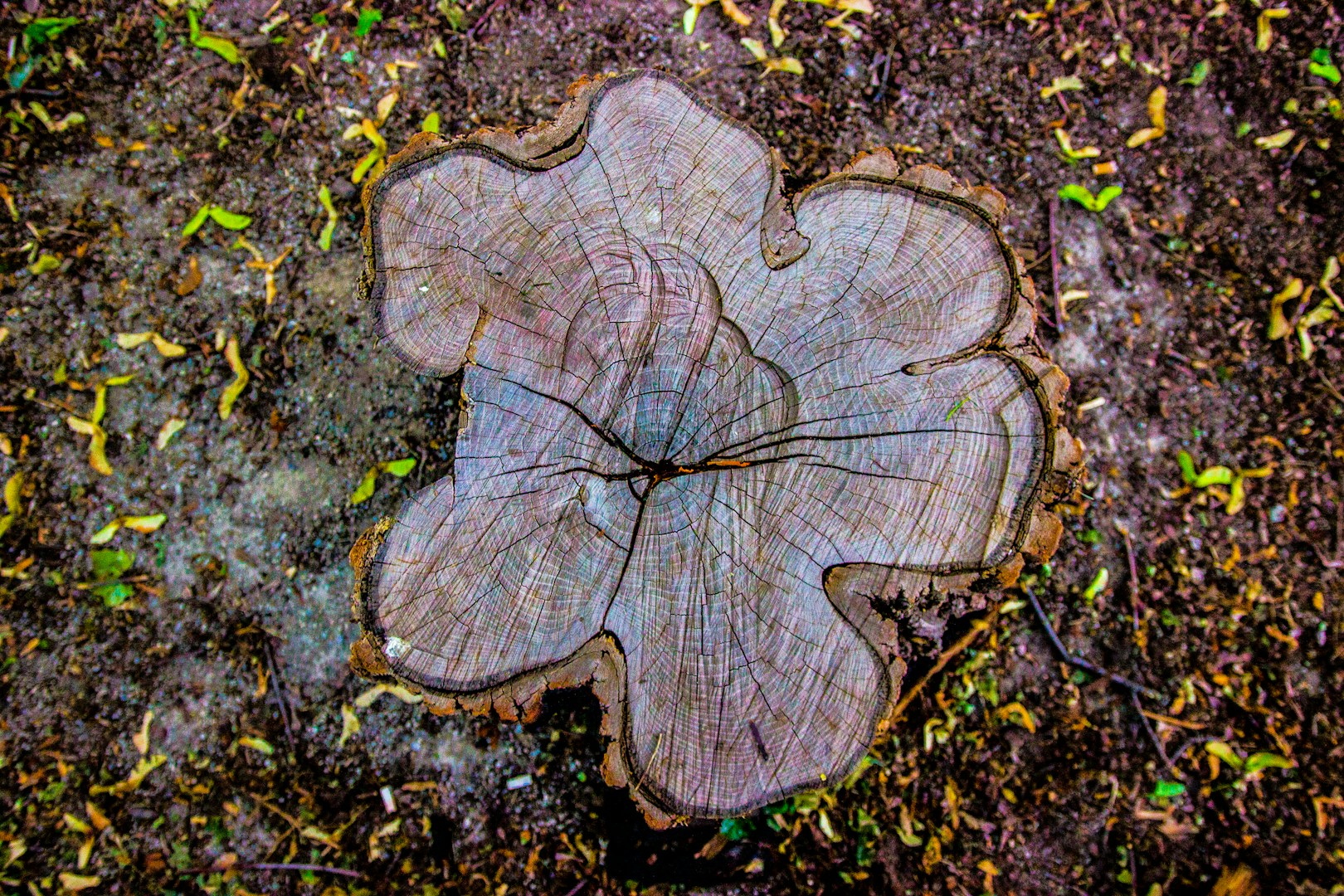 Left over tree stump