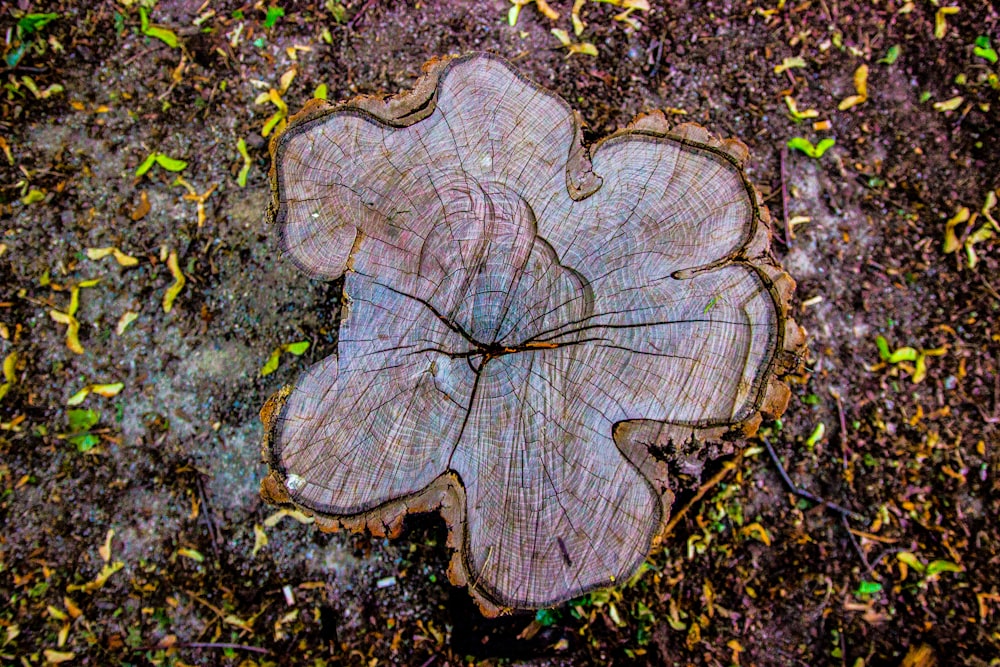 tronco de árbol marrón