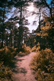 footpath between plants on forest at daytime