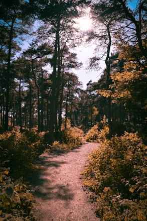 footpath between plants on forest at daytime