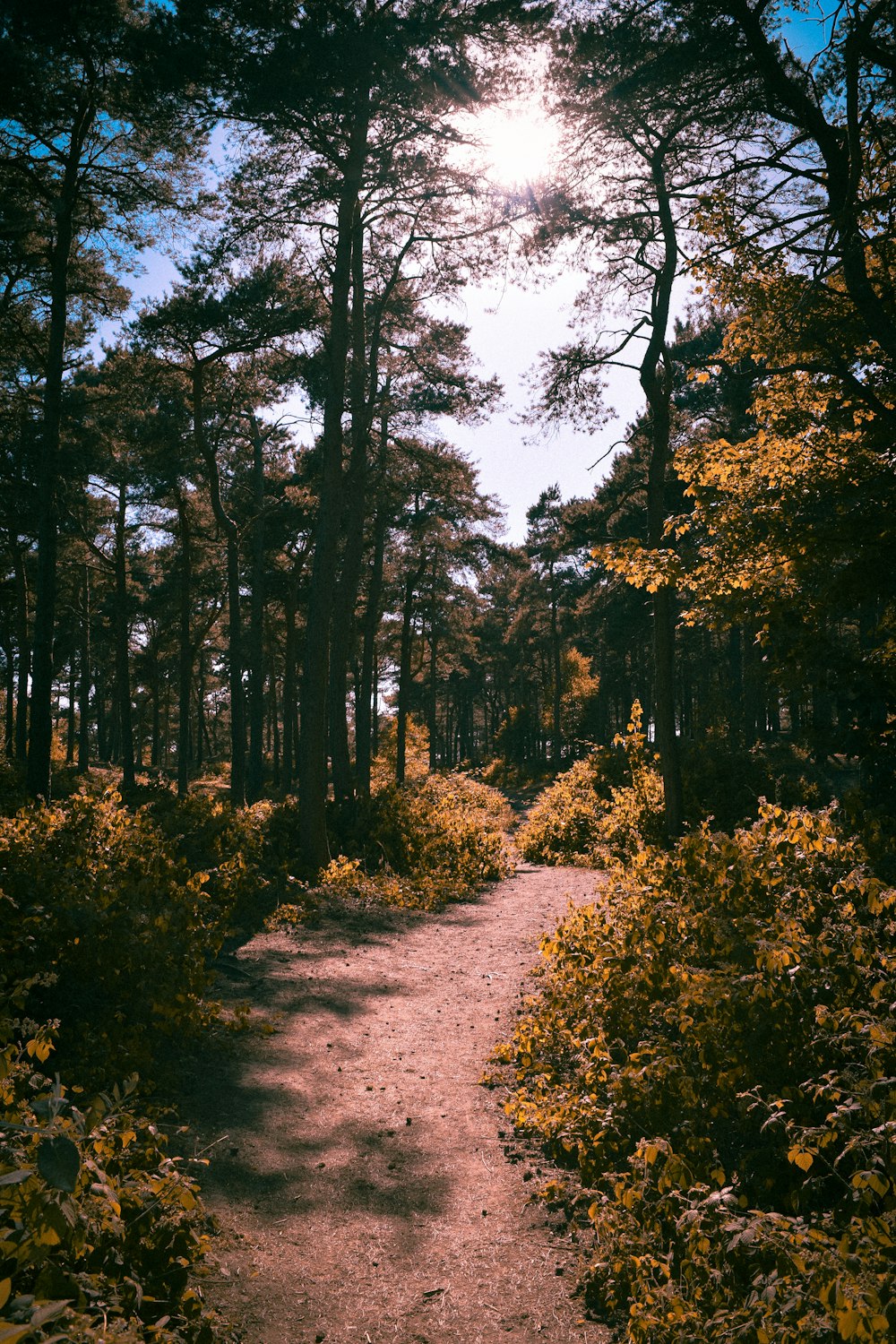 Fußweg zwischen Pflanzen im Wald am Tag