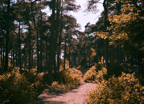 footpath between plants on forest at daytime