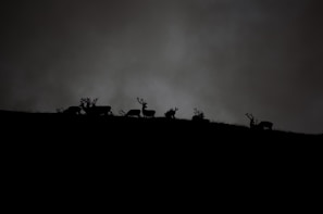 Silhouettes of deer with antlers standing on a ridge against a dark, cloudy sky. The image captures the serene yet mysterious ambiance of wildlife at dusk or dawn.