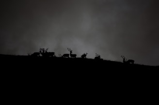 Silhouettes of deer with antlers standing on a ridge against a dark, cloudy sky. The image captures the serene yet mysterious ambiance of wildlife at dusk or dawn.