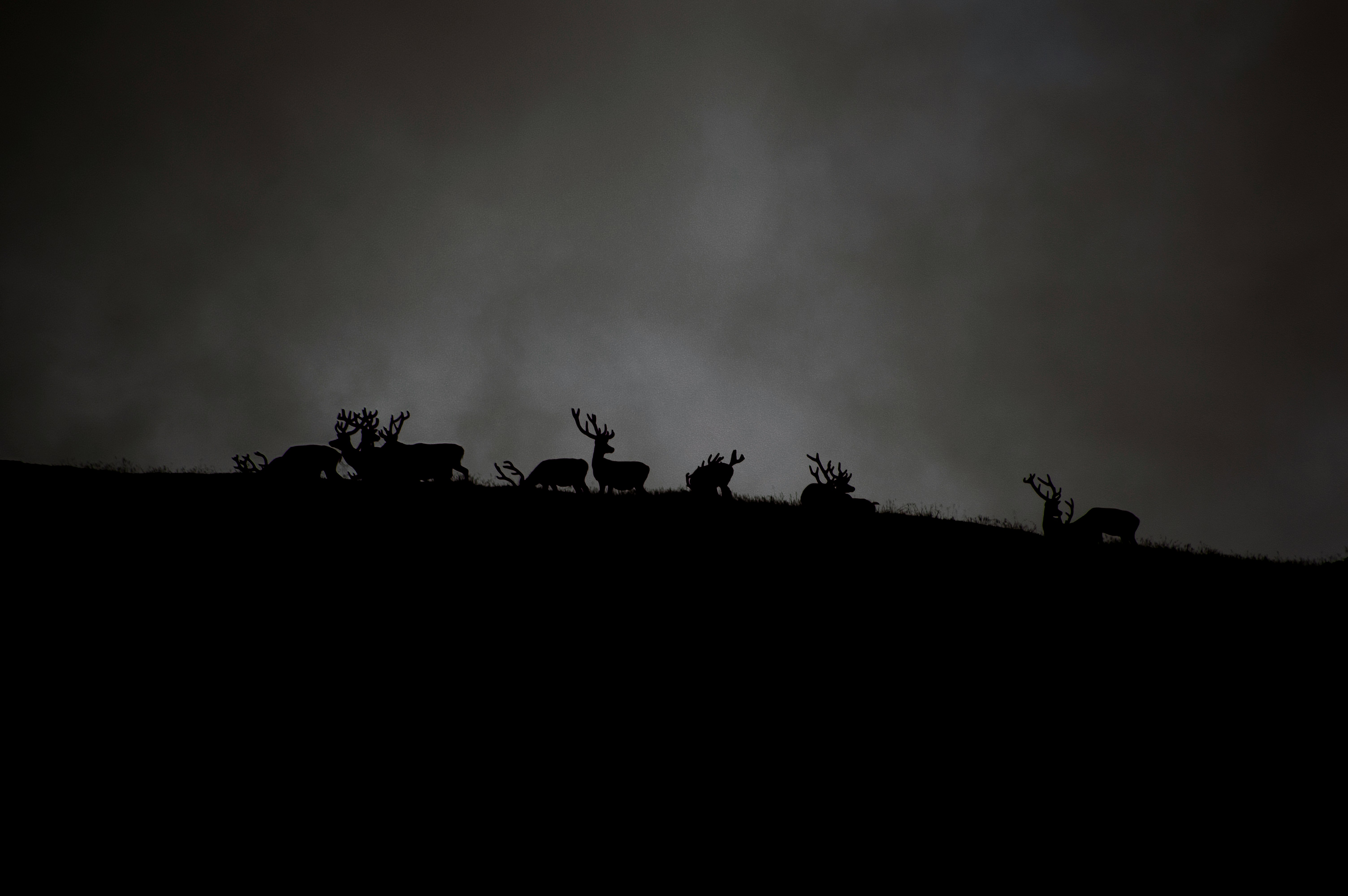 silhouette of herd of deer under cloudy sky