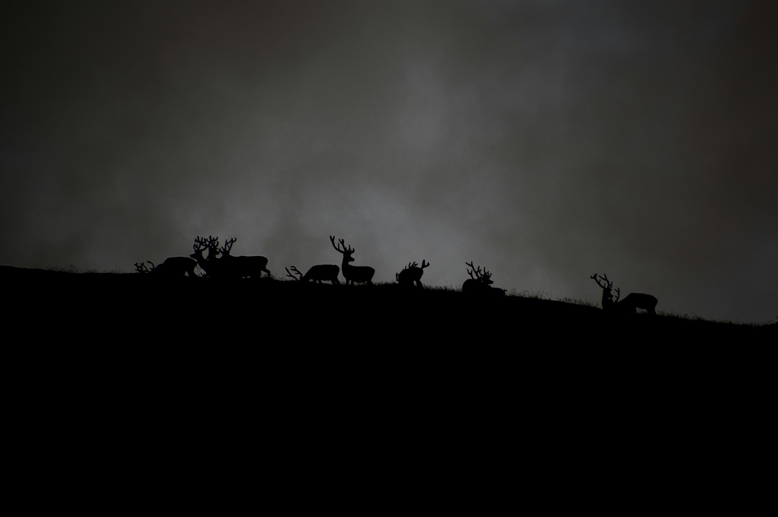 Nikon D3200 + Sigma 70-300mm F4-5.6 APO DG Macro sample photo. Silhouette of herd of photography