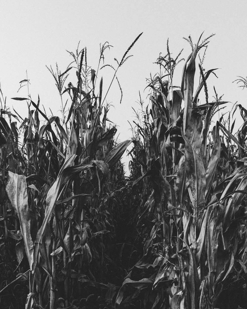 Photographie en niveaux de gris d’un champ de maïs