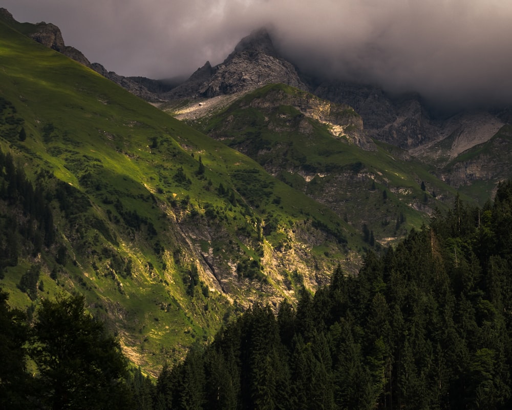 mountain with trees