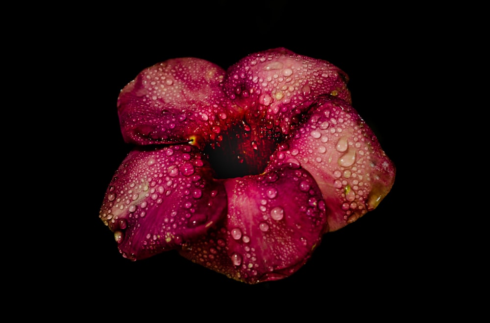 flor de pétala vermelha coberta com orvalho de água