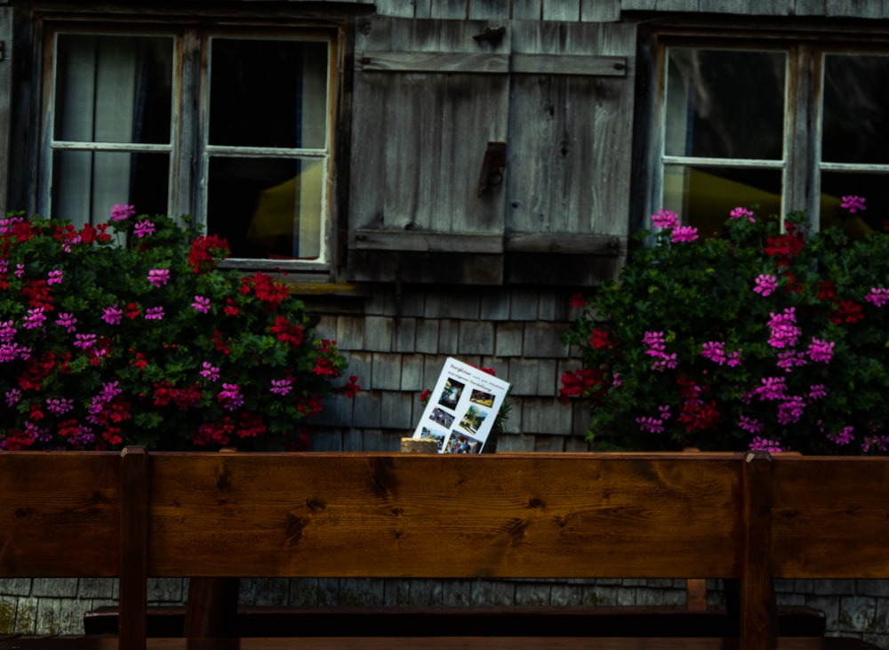 pink flower plant beside windows