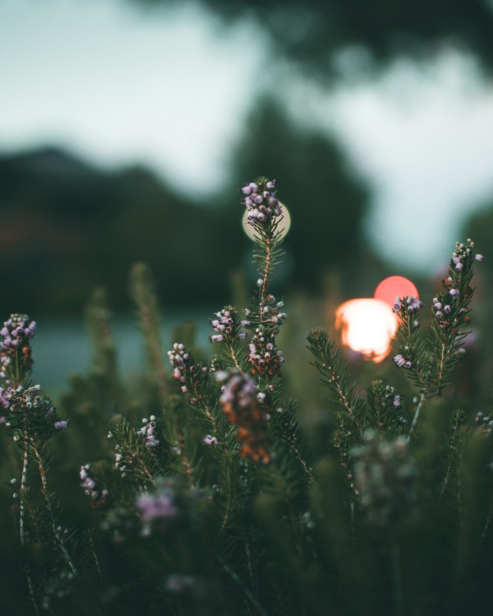 selective focus photography of flowers