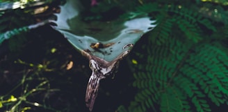 A close-up view of a leafy green environment with water droplets collecting along a large, curved leaf. Ferns and other foliage surround the scene, giving it a lush and verdant appearance.