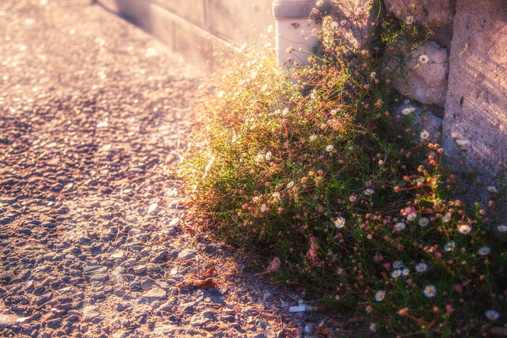 person taking photo of several flowers