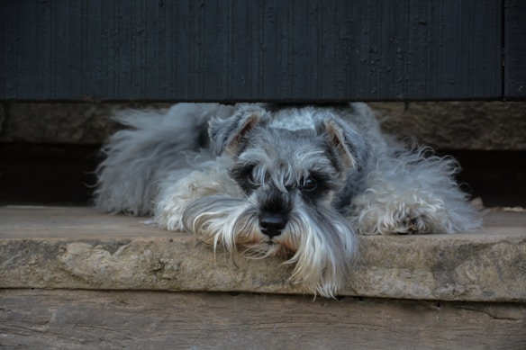 A small, fluffy dog with a long beard and mustache is resting its head on a stone step, looking intently with dark eyes. The dog's fur is curly, and its ears are perked up slightly, giving it an attentive appearance.