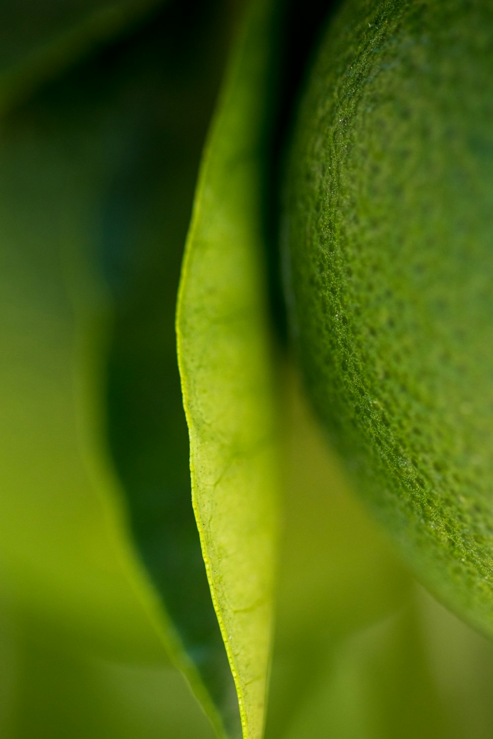 green leaf