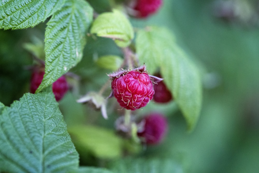 tilt shift lens photography of red fruit