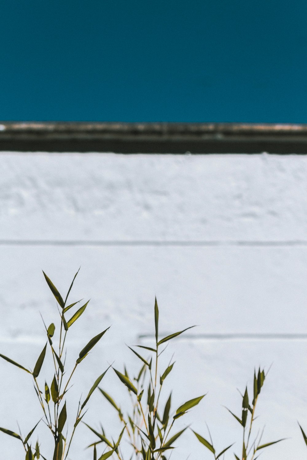 green plants near white wall