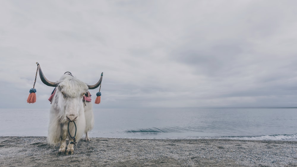 white yak standing near body of water