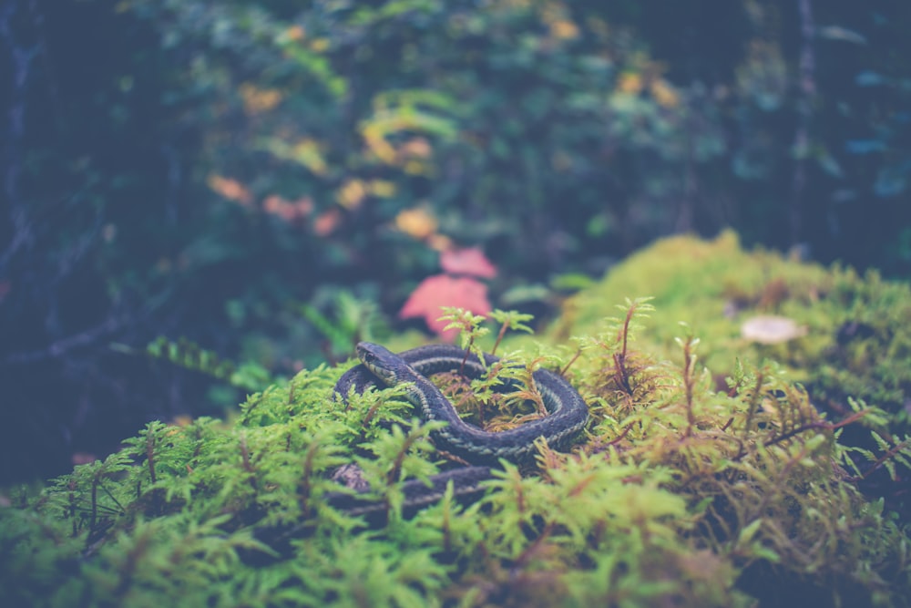 rattle snake on green grass