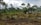 A landscape of a tropical field with several people working the land. The environment looks lush with tall palm trees and dense vegetation in the background. The sky appears overcast, suggesting a recent rain or upcoming storm. People are engaged in agricultural activities, possibly preparing the land.