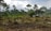 A landscape of a tropical field with several people working the land. The environment looks lush with tall palm trees and dense vegetation in the background. The sky appears overcast, suggesting a recent rain or upcoming storm. People are engaged in agricultural activities, possibly preparing the land.