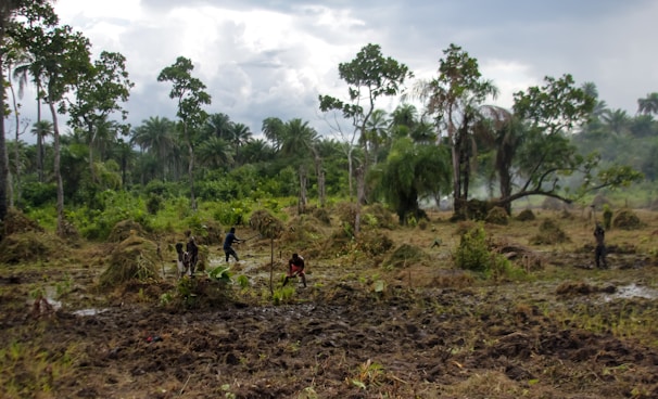 A landscape of a tropical field with several people working the land. The environment looks lush with tall palm trees and dense vegetation in the background. The sky appears overcast, suggesting a recent rain or upcoming storm. People are engaged in agricultural activities, possibly preparing the land.