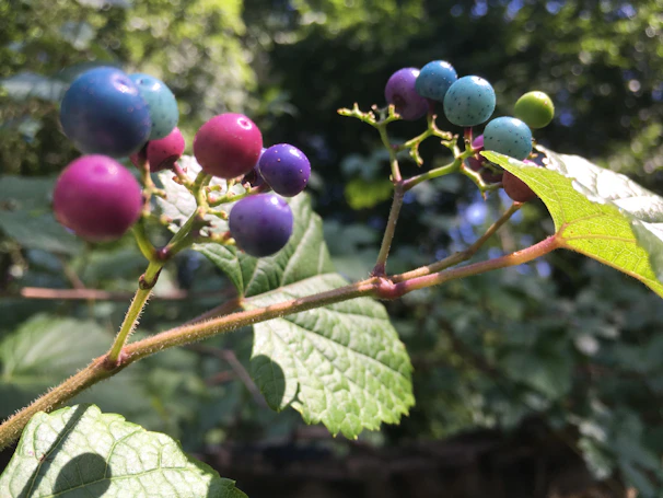 A colorful array of tropical berries growing on a vine with sun-dappled leaves