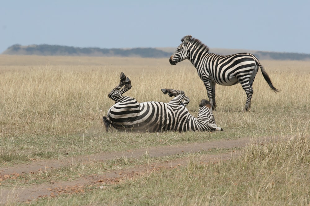 two zebras in the wildlife