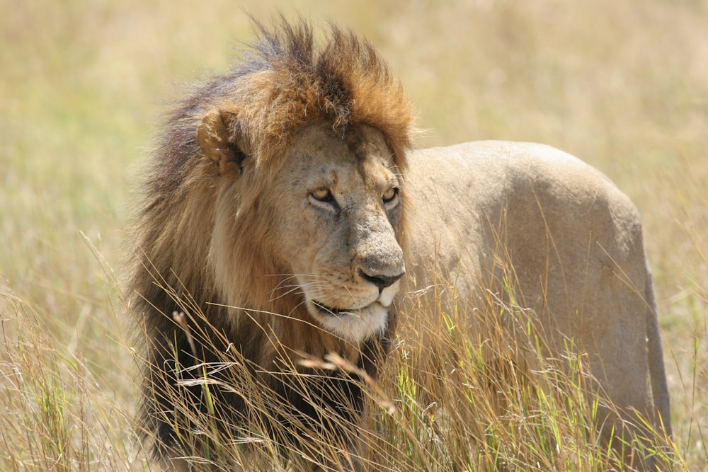 lion on green field