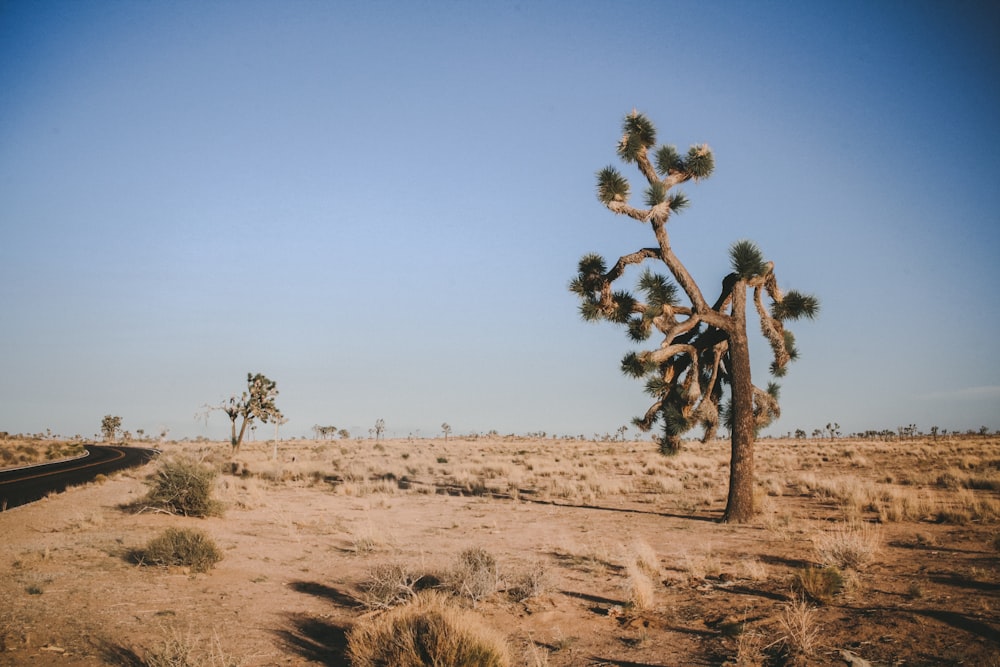 green leafed tree on desert