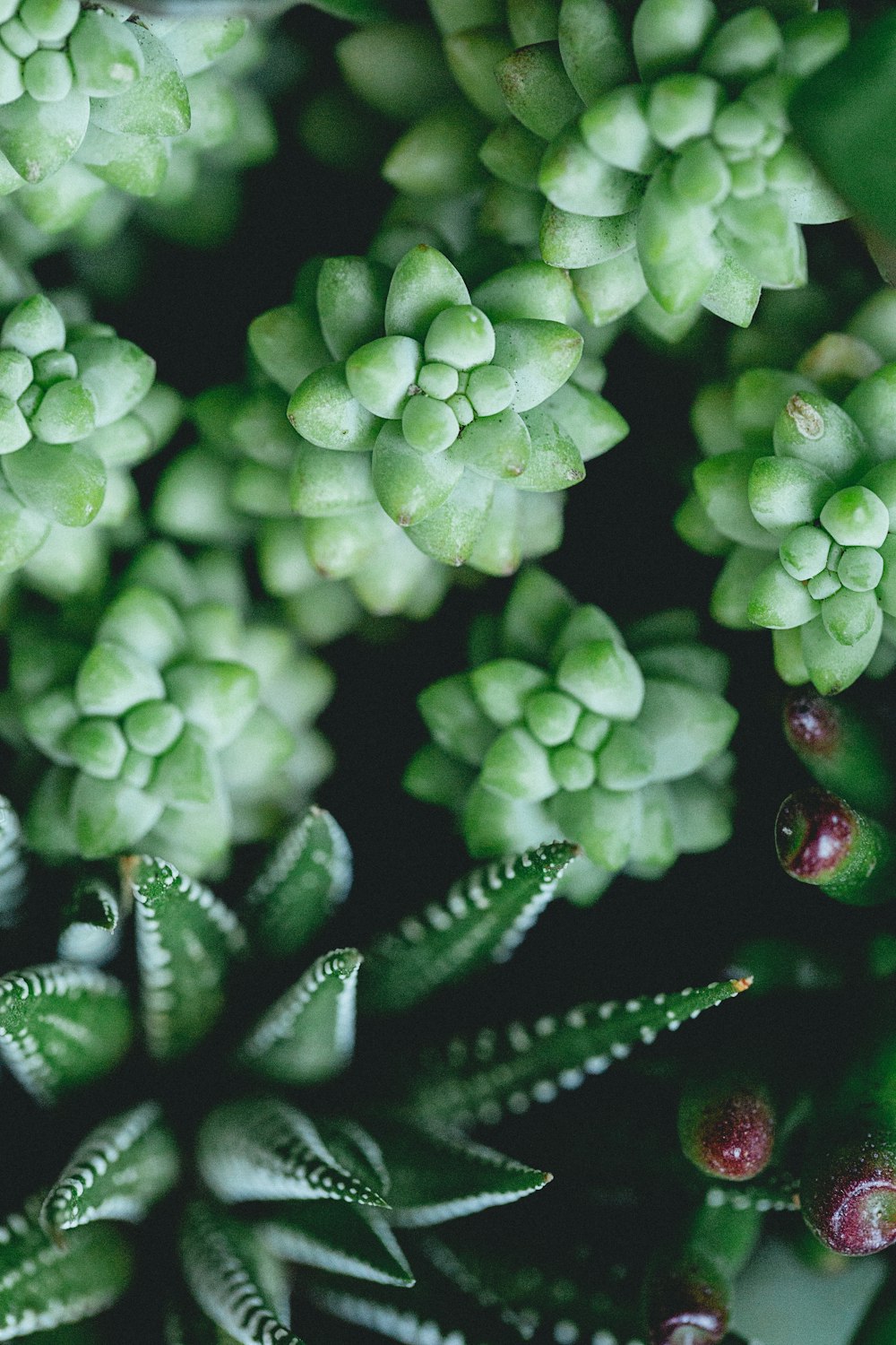 Photographie sélective de plantes succulentes vertes